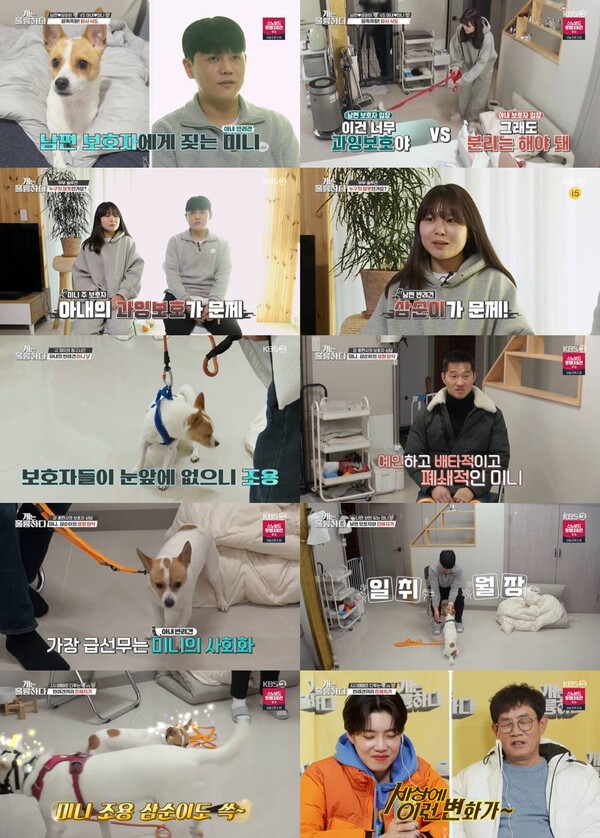 지난 7일 방송된 KBS2 '개는 훌륭하다'에서 고민견 미니에 관한 내용이 그려지고 있다. [KBS2 방송화면 캡처]